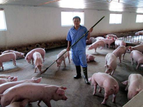 Anh Trần Văn Phương tại trang trại nuôi lợn hậu bị của mình