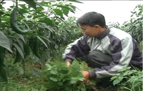 Mô hình phát triển kinh tế trồng ớt xuất khẩu của thanh niên xã Gia Hòa, huyện Gia Viễn