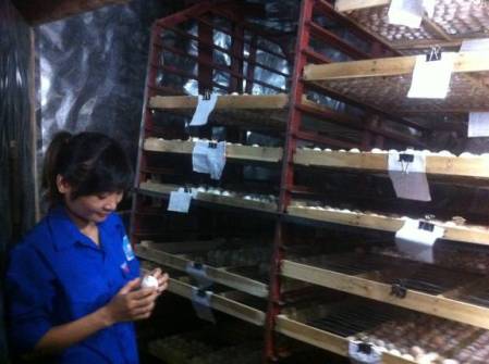 Cô gái trẻ Nguyễn Thị Ánh Linh bên “Lò ấp trứng công nghiệp” của mình