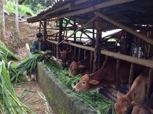  Web.ĐTN: Mặc dù mới 28 tuổi đoàn viên trẻ Trần Đình Việt bản Khao B xã Điện Quan đã có một cơ ngơi khá ổn định với các mô hình chăn nuôi bò, gà…thu nhập gần 200 triệu đồng mỗi năm