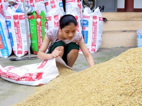  Nguyễn Thu Trang giúp gia đình công việc ngày mùa
