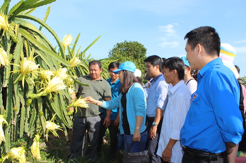 Đoàn đại biểu đến tham quan mô hình tổ hợp tác trồng Thanh Long ruột đỏ tại huyện Lai Vung, tỉnh Đồng Tháp
