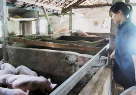  Vợ anh Tuất đang chăm sóc đàn lợn hàng trăm con