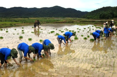 ĐVTN xã Kim Lộc cấy lúa trên cách đồng mẫu thanh niên