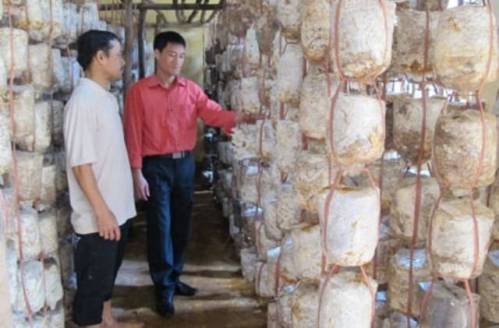 Kỹ sư nông nghiệp Bùi Văn Thành (bên phải) giới thiệu về mô hình trồng nấm.