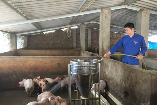 Mô hình chăn nuôi lợn thịt của anh Hoàng Văn Vĩnh