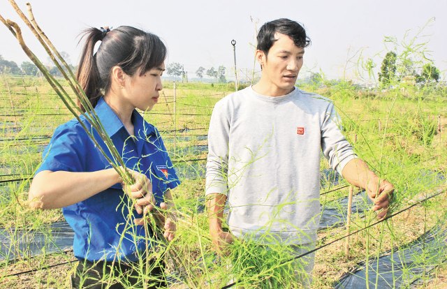 Anh Nguyễn Trường Sơn trao đổi kinh nghiệm trồng măng tây xanh với đoàn viên xã Tư Mại (Yên Dũng).