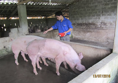 Mô hình chăn nuôi heo sinh sản của anh Trần Anh Hòa - Bí thư Đoàn xã Yên Luật, huyện Hạ Hòa
