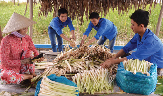 L - Mô hình trồng bồn bồn kết hợp nuôi cá đồng của đoàn viên Đào Văn Xinh (thứ hai bên phải), ấp Tân Bằng, xã Phong Lạc, mang lại nguồn thu nhập khá.