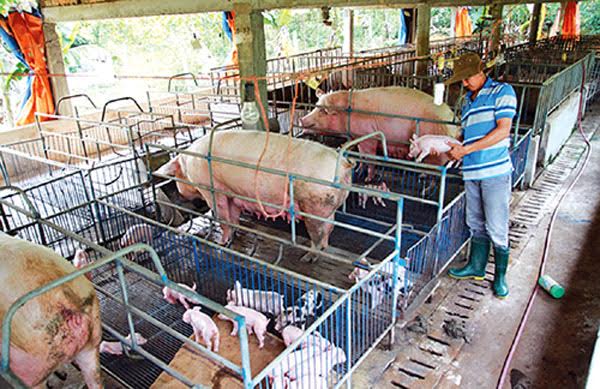 Phạm Quang Thành - Bí thư chi đoàn, chủ trang trại chăn nuôi lợn siêu nạc với quy mô lớn ở Lập Thạch.
