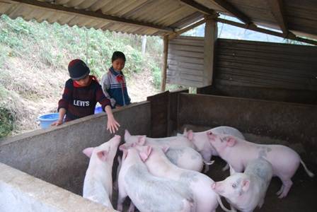 Các đội viên đang chăm sóc đàn lợn của Liên đội