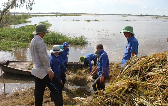 ĐVTN huyện Vĩnh Hưng hỗ trợ dân gặt lúa chạy lũ tại xã Thái Trị