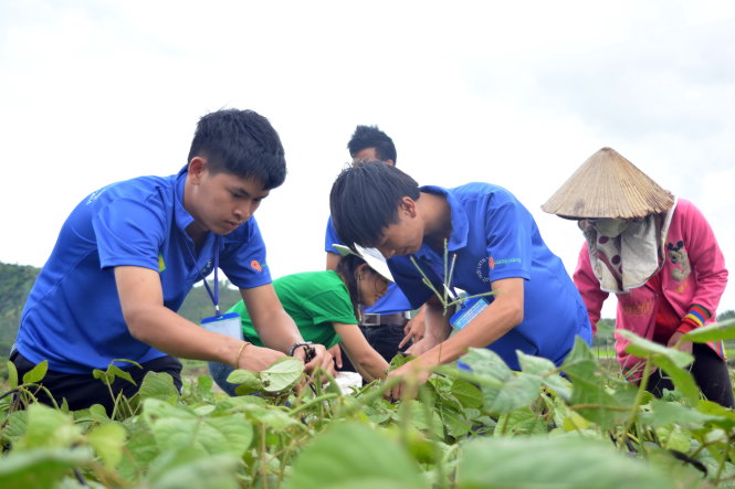 Thanh niên tình nguyện đi hái đậu giúp bà con tại buôn Ea Nông A, xã Vụ Bổn, huyện Krông Pắk (Đắk Lắk) để học sinh có thời gian đến lớp học hè 