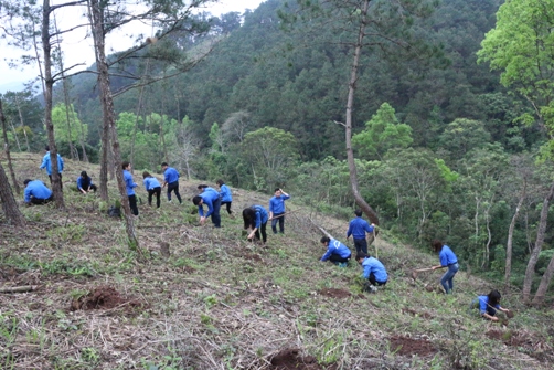 ĐVTN tham gia trồng 2000 cây thông cho hộ gia đình thanh niên nghèo