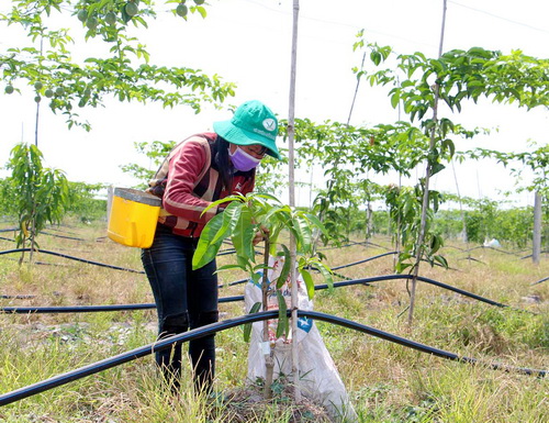 Thanh niên công nhân chăm sóc cây xoài Úc