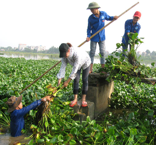 Tuổi trẻ huyện Việt Yên ra quân vớt bèo kênh T6 thuộc địa bàn xã Tăng Tiến, tháng 8-2012
