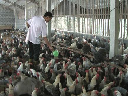 Anh Phạm Xuân Trường đang chăm sóc đàn gà của mình