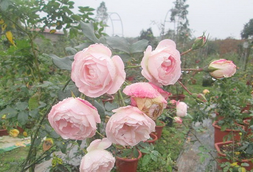 Vườn hồng khoe sắc mang lại giá trị kinh tế cao cho gia đình Đào Mạnh Hùng