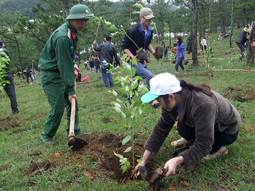 Thanh niên trồng cây trên đồi Măng Lin