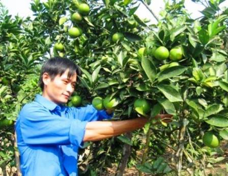 Vườn cam trĩu quả của Bí thư Chi Đoàn Lê Văn Tâm – Hà Linh (Hương Khê)