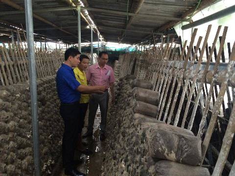 Đồng chí Trịnh Như Lâm – Phó Bí thư Tỉnh đoàn, Phó Chủ tịch Thường trực Hội LHTN Việt Nam tỉnh thăm mô hình phát triển kinh tế trồng nấm của anh Nguyễn Trung Kiên.     