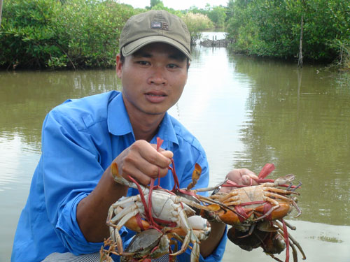 Minh Kha thu hoạch cua thương phẩm - Ảnh: Quốc Toàn