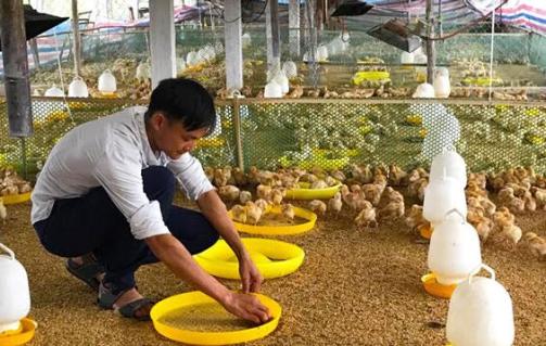 Mô hình trang trại chăn nuôi gà của anh Phạm Văn Chính mang lại hiệu quả kinh tế cao, mỗi lứa gà thu được 50 triệu đồng