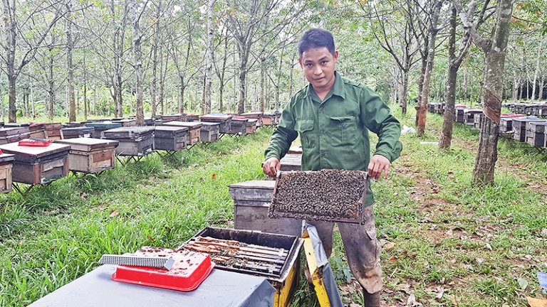 Khởi nghiệp từ mô hình nuôi ong lấy mật cho thu nhập cao  Ủy ban mặt trận  Tổ Quốc Việt Nam tỉnh Bến Tre