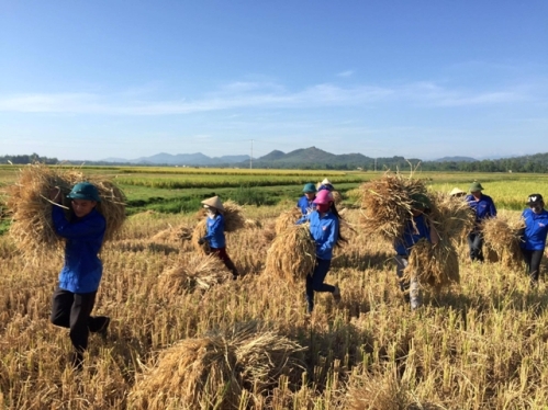 ĐVTN xã Đức Long giúp đỡ nhân dân thu hoạch lúa mùa
