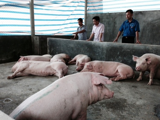  Đồng chí Nguyễn Hưng Vượng – Tỉnh ủy viên, Ủy viên Ban Thường vụ Trung ương Đoàn, Bí thư Tỉnh đoàn thăm mô hình trang trại chăn nuôi lợn của anh Trần Trọng Thân