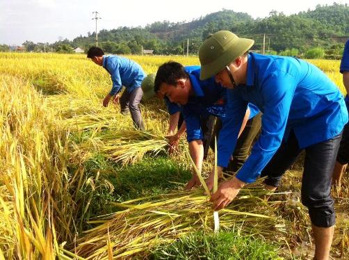 ĐVTN huyện Vũ Quang tình nguyện giúp dân thu hoạch lúa