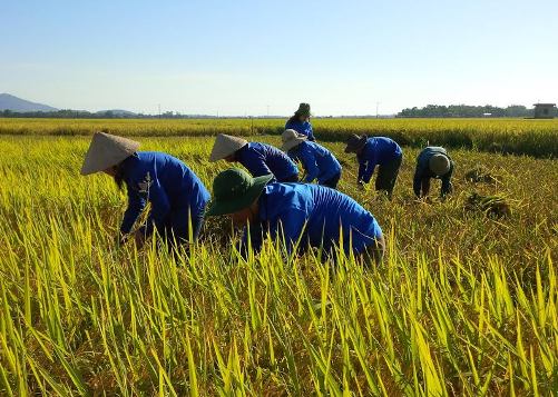 ĐVTN huyện Thạch Hà (Hà Tĩnh) giúp nhân dân thu hoạch lúa mùa
