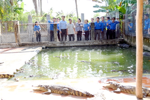 Thăm quan mô hình hình nuôi cá sấu sinh sản, thương phẩm gắn với phát triển kinh tế của gia đình anh Cao Minh Mẫn tại Thị xã Duyên Hải