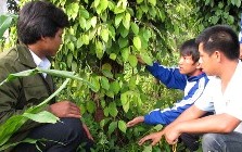 Chiến sĩ Mùa hè xanh ĐH Nông lâm hướng dẫn bà con xã Đê Ar, huyện Mang Yang (Gia Lai) trồng và chăm sóc cây tiêu.