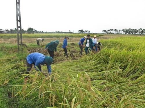ĐVTN huyện Thiệu Hóa đang giúp dân gặt lúa
