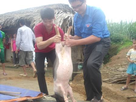 Đoàn xã Minh Thanh, huyện Sơn Dương tặng lợn giống cho hộ thanh niên nghèo