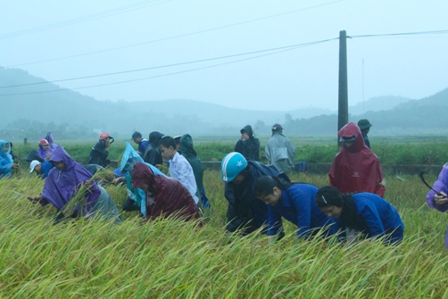 ĐVTN huyện Nông Cống giúp dân gặt lúa