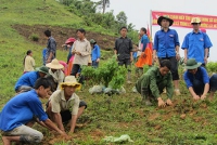  Thanh niên tình nguyện giúp người dân xã Trung Lý, Mường Lát trồng rừng.
