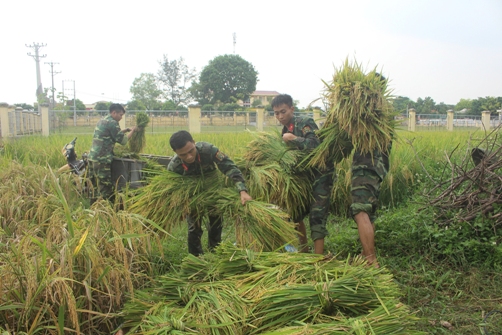 ĐVTN là chiến sỹ bộ đội huyện Triệu Sơn giúp dân thu hoạch lúa