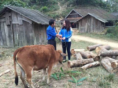 Đ/c Nguyễn Thị Thơm phó bí thư Tỉnh đoàn tặng bò cho hộ gia đình đồng chí Giàng Bá Cải