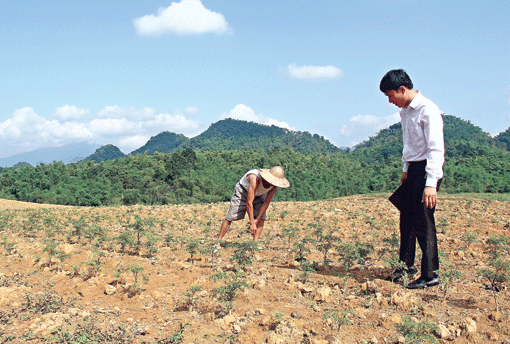 Mô hình trồng cây dược liệu của anh Hoàng Đạt Mạnh, Phó Chủ tịch UBND xã Ái Thượng (Bá Thước). Ảnh: Thu Vui
