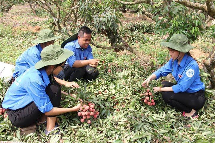  Các sinh viên tình nguyện Hội sinh viên Bắc Giang tại Hà Nội giúp người dân huyện Lục Ngạn thu hoạch vải thiều.