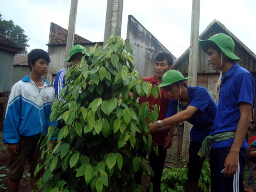 Sinh viên tình nguyện thực hiện chuyển giao công nghệ trồng và chăm sóc cây tiêu tại huyện Mang Yang