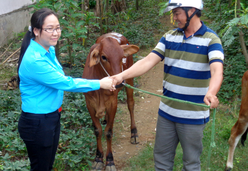 Trao con giống cho thành viên tổ hợp tác nuôi bò sinh sản tại xã Tân Thành Bình, huyện Mỏ Cày Bắc