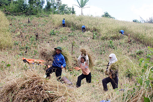 Đội ngũ trí thức trẻ tình nguyện giúp dân thu hoạch lúa (Ảnh minh họa)