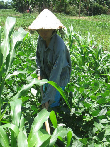 Ngoài giờ lên lớp, Nguyễn Thị Thanh Hương chăm chỉ làm lụng ngoài ruộng vườn.