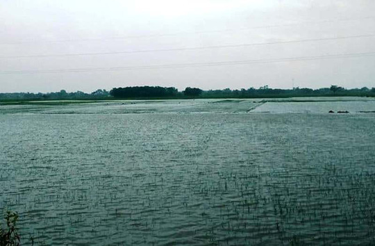 Mưa lớn nhiều ngày qua tại Thanh Hóa khiến nhiều diện tích lúa mới cấy trên địa bàn chìm trong nước