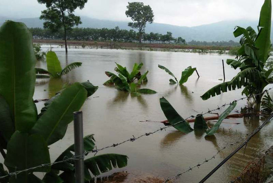 Đồng ruộng, vườn cây của người dân huyện Nông Cống bị ngập lụt