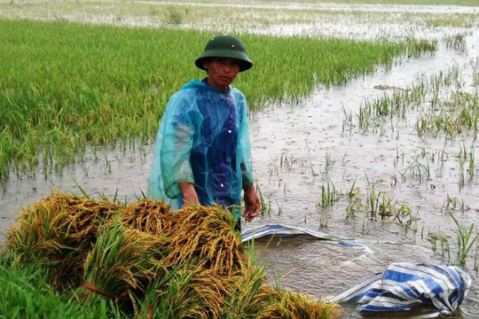 Nông dân huyện Hà Trung đang thu hoạch lúa chạy mưa bão