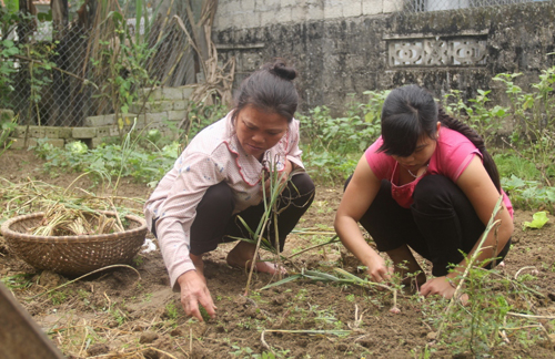 Hàng ngày Trang cùng mẹ trồng rau, nuôi lợn để kiếm thêm thu nhập. Ảnh: Phan Ngọc.